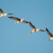 Biebrza Valley: migrating birds (2013-03)